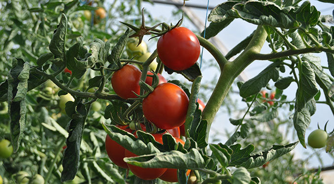 Are Coffee Grinds Good for Tomato Plants