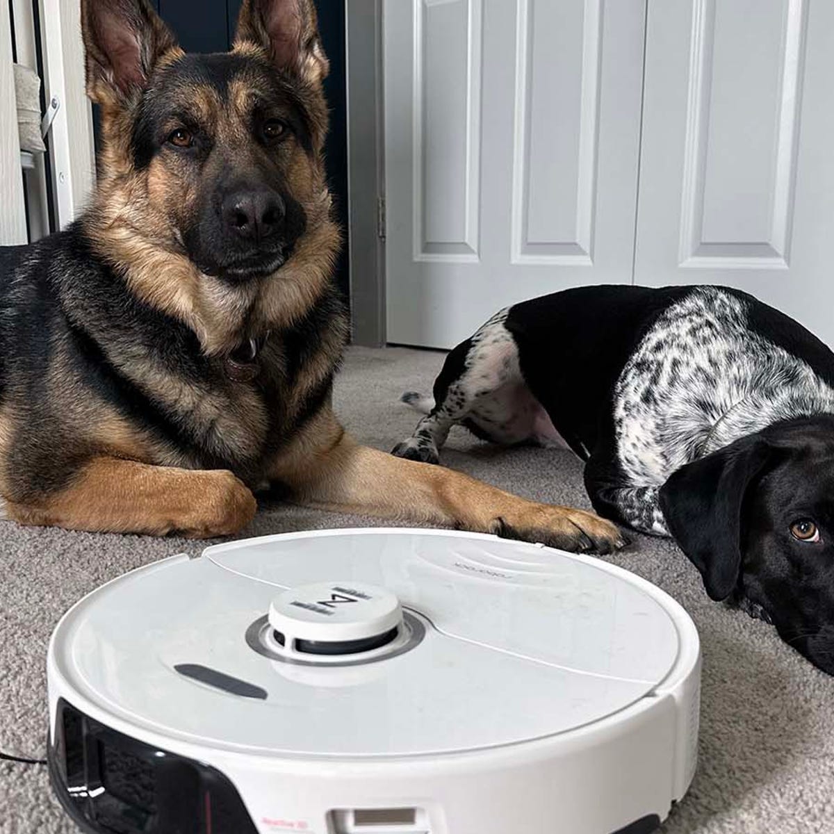 What is the Best Robot Vacuum for Dog Hair