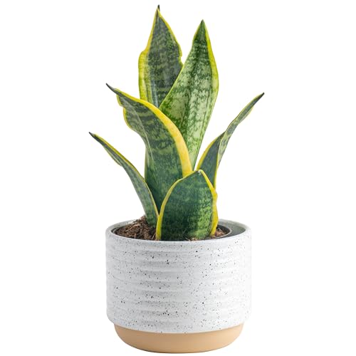 Best Indoor Plant for Air Purifier