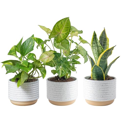 Best Indoor Plants for Air Purifier